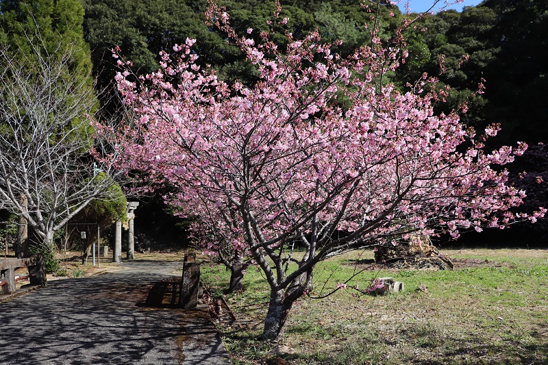栄林寺の河津桜の画像