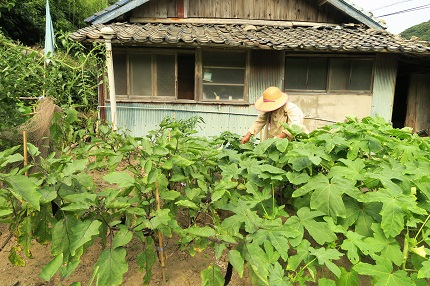 家の前の畑で、おばあちゃんが杖を持ちながら農作業をしている姿の写真です。