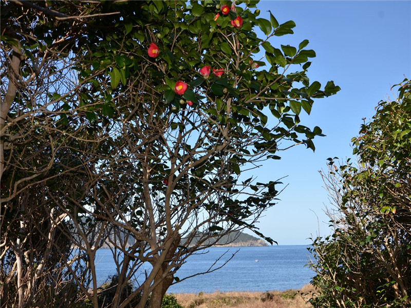久賀島椿原生林2の画像