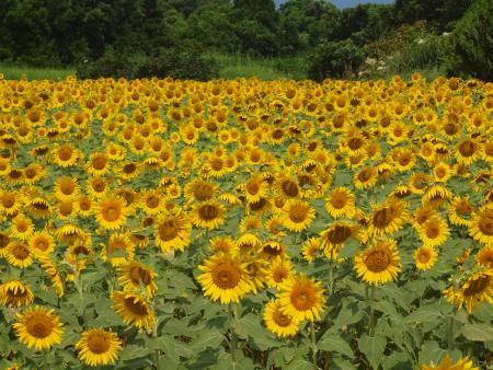 三井楽ひまわり1