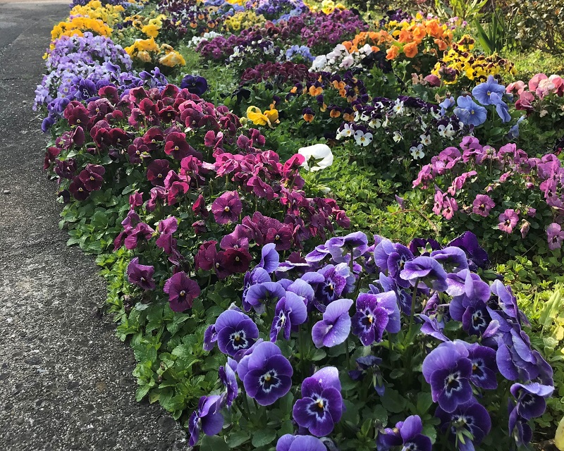 本山地区の花壇