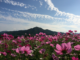 岐宿地区の風景の画像