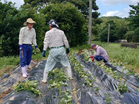 かたらんね農園おくうら苗植え