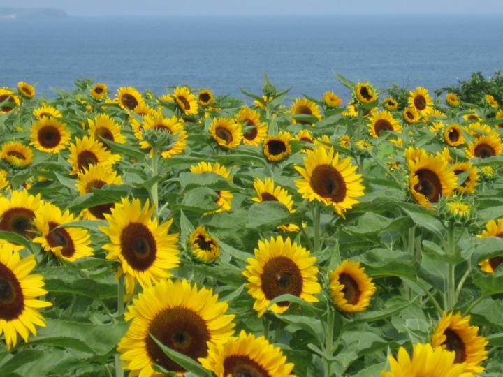 夏に一面を黄色く染めるひまわりの画像