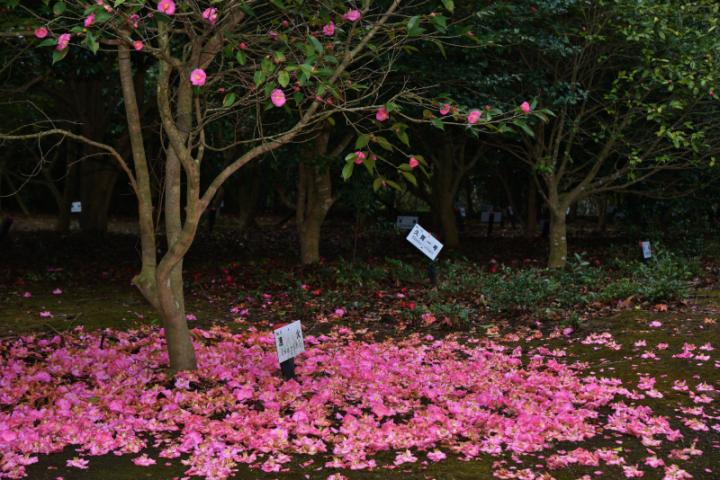 五島椿森林公園 五島椿園2の画像