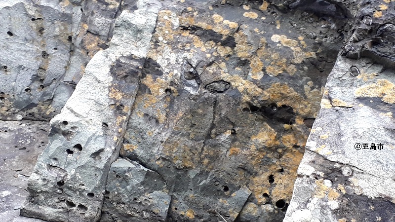 淡水貝化石の画像