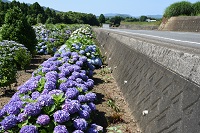 道路沿いを彩る紫陽花（吉田町）
