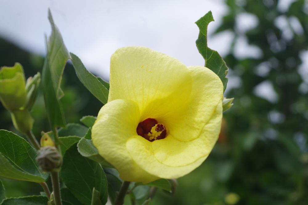 色鮮やかな黄色の花「ハマボウ」