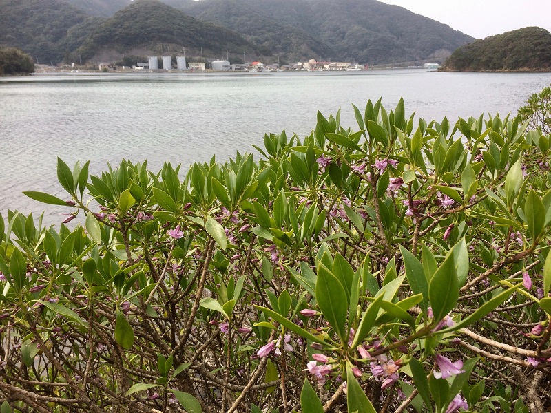 ハマジンチョウの花と荒川地区の画像