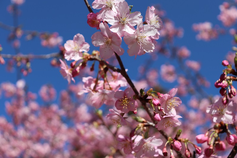 河津桜の画像