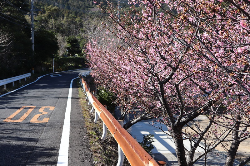 奥浦中学校の河津桜の画像