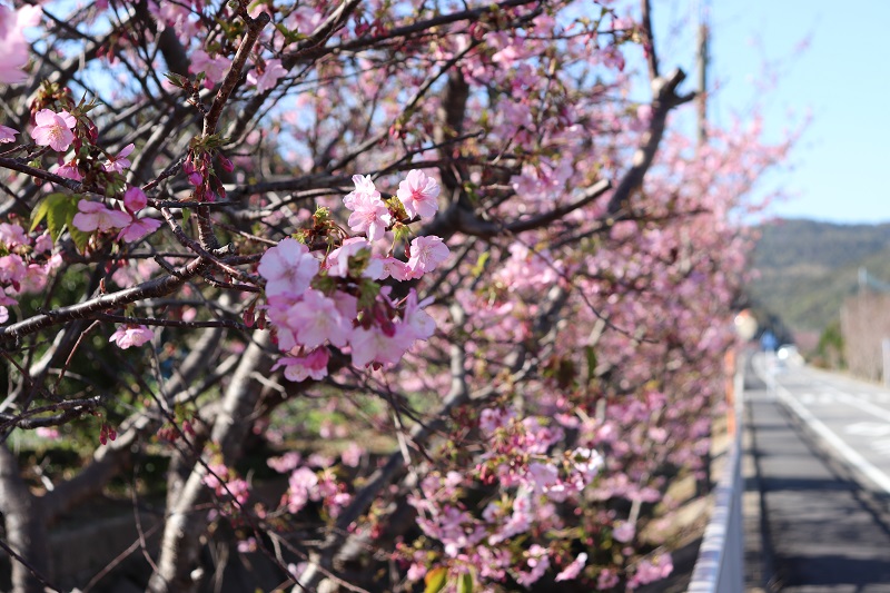 県道路沿いの河津桜の画像