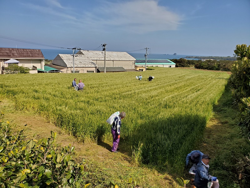 麦畑の草取りの画像