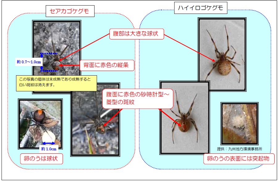 セアカゴケグモとハイイロゴケグモを並べた画像。