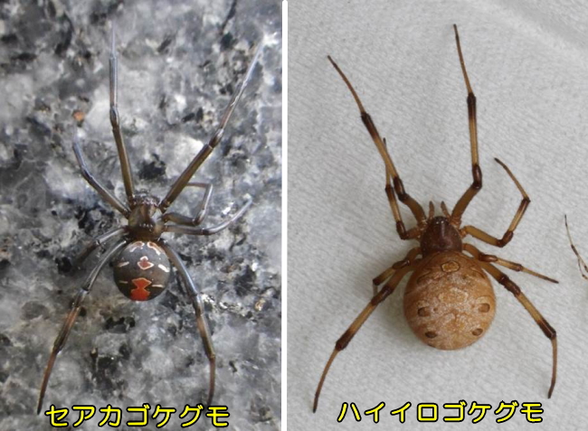 セアカゴケグモ、ハイイロゴケグモにご注意ください