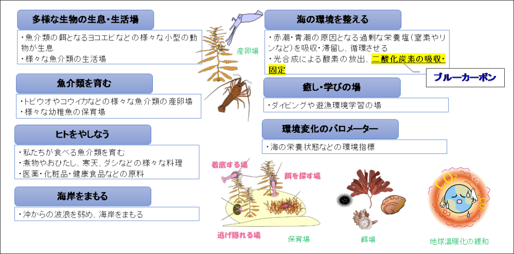 藻場役割