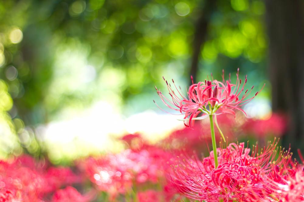 clusteramaryllis.jpg