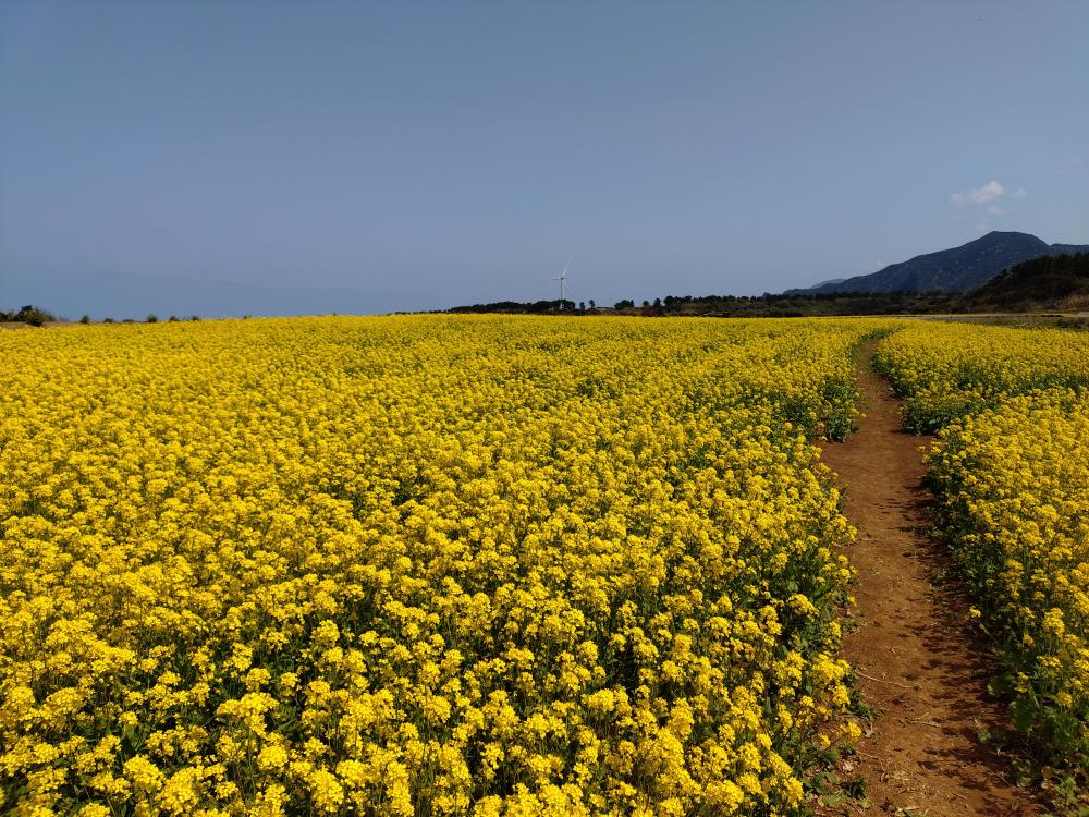 魚津ヶ崎公園菜の花畑の画像