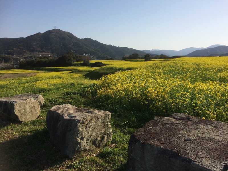 魚津ヶ崎公園の菜の花1の画像