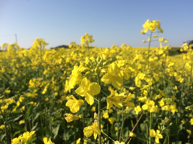 魚津ヶ崎公園の菜の花3の画像