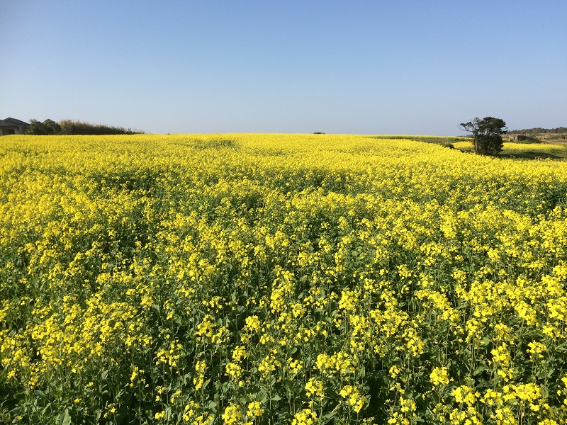 魚津ヶ崎公園の菜の花4の画像