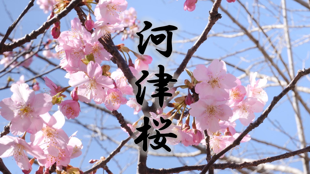 奥浦町の河津桜の画像